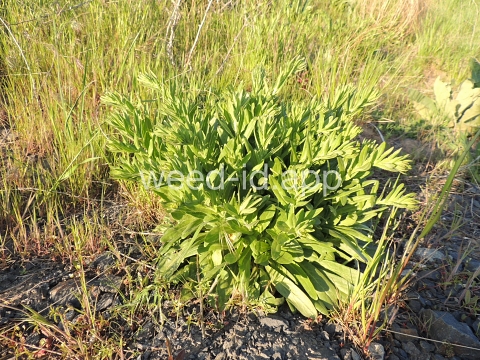 pepperweed, field